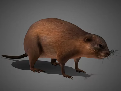 Realistic 3D Beaver Model With Brown Fur Short Legs And Long Tail 3d model