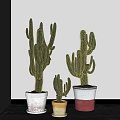 Cactus Bonsai Potted Plants in Various Sizes with Colorful Ceramic Pots