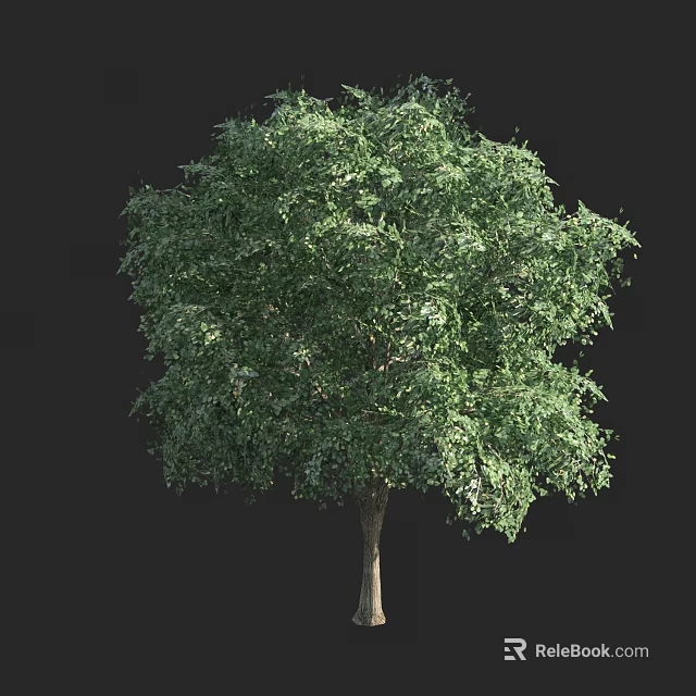 Tall Arbor With Lush Green Leaves And Dense Canopy On Black Background 3d model 