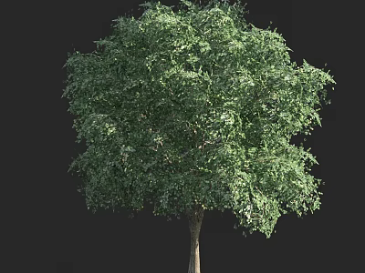 Tall Arbor With Lush Green Leaves And Dense Canopy On Black Background 3d model