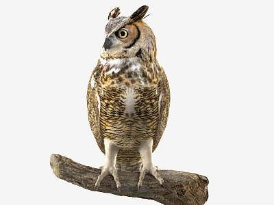 Great Horned Owl Perched On Wooden Branch With Detailed Feathers And Yellow Eyes 3d model Great Horned Owl Perched On Wooden Branch With Detailed Feathers And Yellow Eyes 3d model