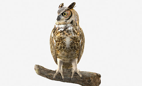 Modern Owl 3d model