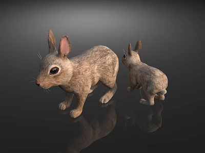 The Modern Rabbit 3d model