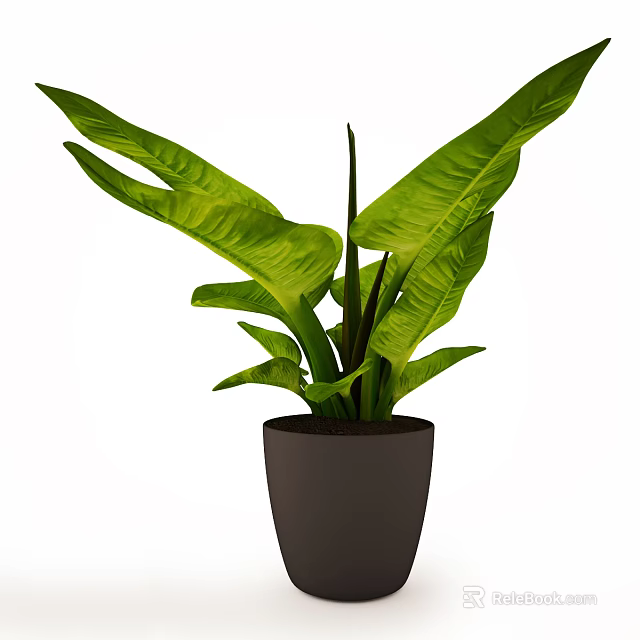 Potted Bonsai Plant With Large Green Leaves In Dark Gray Pot For Indoor Decor 3d model 
