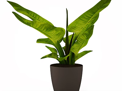 Potted Bonsai Plant With Large Green Leaves In Dark Gray Pot For Indoor Decor 3d model