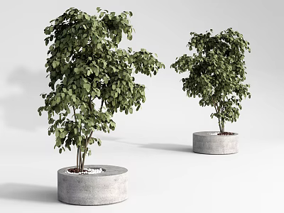 Two Bonsai Potted Plants With Lush Green Leaves In Round Concrete Planters 3d model