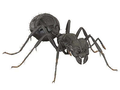 Black Reptile Lizard With Detailed Scales And Long Limbs In Closeup View 3d model