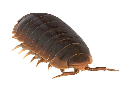 Detailed Image Of Brown Reptile With Hard Shell Segmented Body And Small Legs 3d model