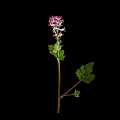 Pink Purple Flowering Plant With Green Leaves On Black Background