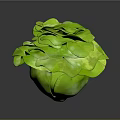 Fresh Green Lettuce With Flower Like Shape And Layered Crisp Leaves