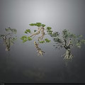 Bonsai Trees With Different Forms Twisted Trunks And Lush Foliage On Black Smooth Surface