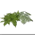 Lush Green Ferns With Fresh Leaves For Natural Indoor Botanical Decor