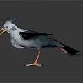 Bird With Spread Black Wings White Body Yellow Beak And Orange Feet