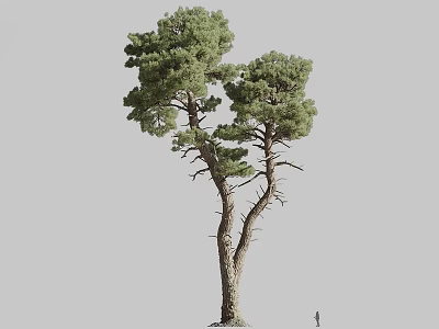 Tall Pine Tree With Two Trunks And Lush Green Foliage Near Small Figure 3d model