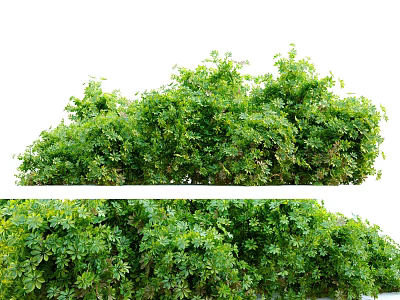 Lush Green Shrubs with Dense Foliage in Outdoor Garden Landscape 3d model