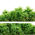 Lush Green Shrubs with Dense Foliage in Outdoor Garden Landscape