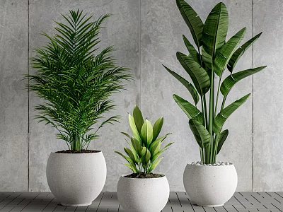 Various Green Potted Plants in White Pots Against Grey Wall and Wooden Floor 3d model
