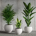 Various Green Potted Plants in White Pots Against Grey Wall and Wooden Floor