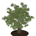 Arbor with Lush Green Foliage and Sturdy Trunk on Circular Soil Platform