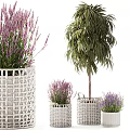 Potted Plants Featuring Purple Lavender and Green Leaves in White Woven Pots of Various Sizes