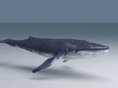 Giant Blue Whale With Lifelike Skin Texture Swimming In Ocean Water 3d model