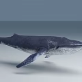 Giant Blue Whale With Lifelike Skin Texture Swimming In Ocean Water 3d model