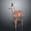 3D Model of a Spotted Deer With Brown and White Fur in Standing Posture