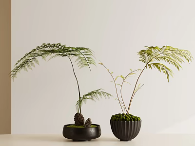 Bonsai Potted Plants With Fern Like Leaves In Black Pots And Small Stone 3d model