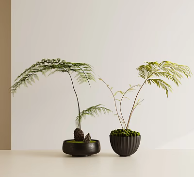 Bonsai Potted Plants With Fern Like Leaves In Black Pots And Small Stone 3d model
