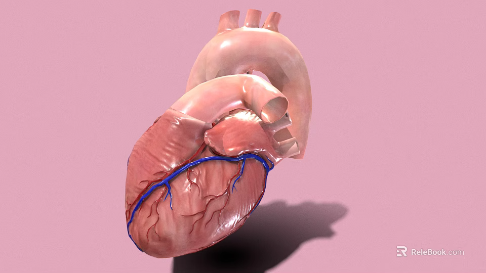 Medical Device Anatomical Heart Model for 3D Visualization in Medical Education 3d model 