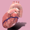 Medical Device Anatomical Heart Model for 3D Visualization in Medical Education