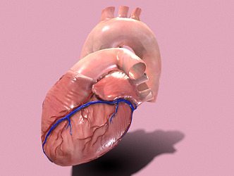 The Modern Heart 3d model