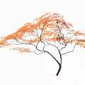 Autumn Arbor With Orange Red Leaves And Graceful Spreading Branches Isolated On White Background