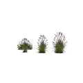 Purple Flowering Grasses And Green Decorative Plants For Garden Landscape Design