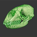 White Mammal Skull With Visible Teeth And Green Highlighted Internal Areas On Dark Reflective Background