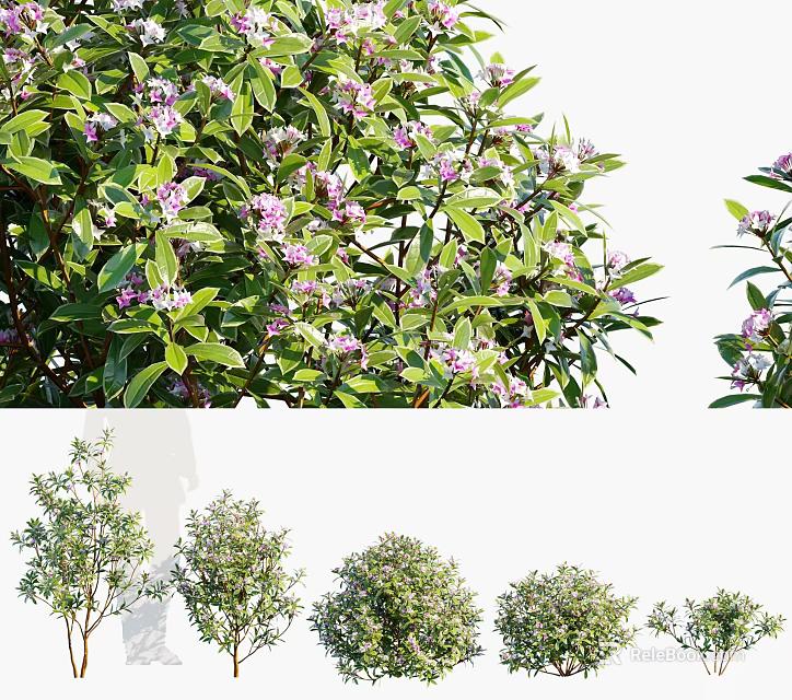 Lush Shrubs with Green Leaves and Purple Flowers in Various Healthy Growth Forms 3d model 