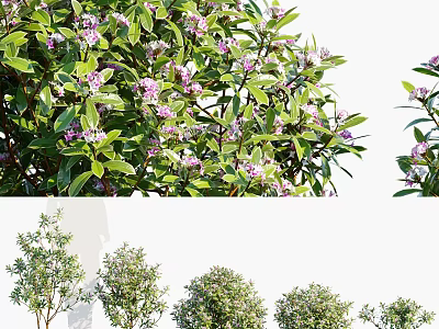 Lush Shrubs with Green Leaves and Purple Flowers in Various Healthy Growth Forms 3d model