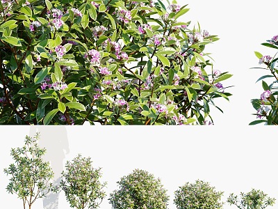 Modern Shrubs Phnom Penh Dipper Shrub Trees Green Plant Combination Outdoor Municipal Park Greening Shrub Green Plant model