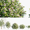 Lush Shrubs with Green Leaves and Purple Flowers in Various Healthy Growth Forms
