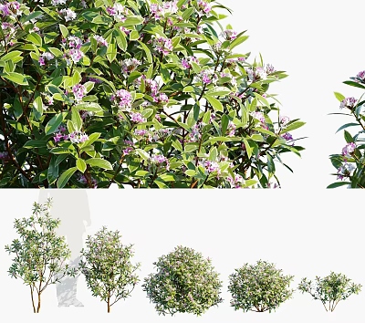 Lush Shrubs with Green Leaves and Purple Flowers in Various Healthy Growth Forms 3d model