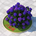 Lush Purple Hydrangea in Round Flower Bed with Green Grass and Square Tiles