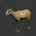 Realistic Brown Fur Goat With Curved Horns Standing On Dark Background