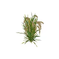 Green Reed Plant with Green Yellow Striped Leaves Brown Spikes Against Dark Background and Reflection