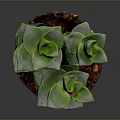 Green Succulent Plant With Stacked Fleshy Leaves In Small Brown Soil Pot