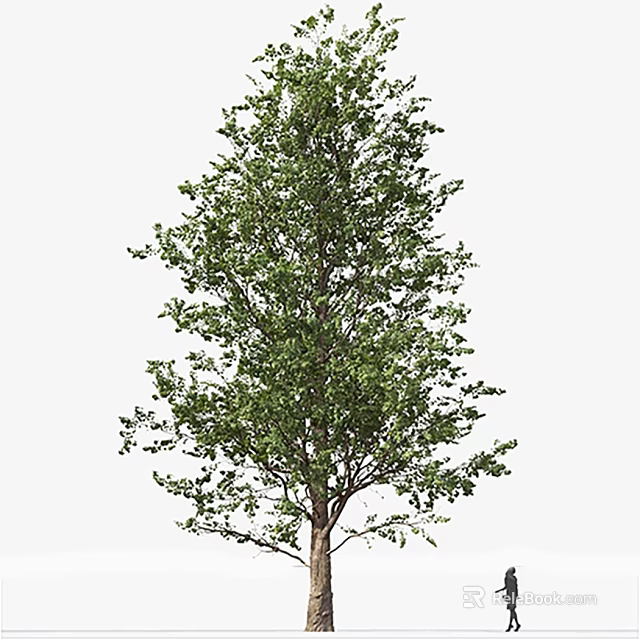 Arbor With Lush Green Foliage And Strong Healthy Trunk In Natural Environment 3d model 