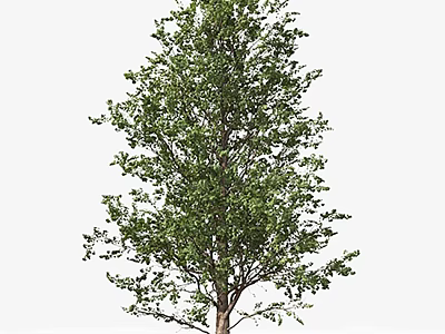 Arbor With Lush Green Foliage And Strong Healthy Trunk In Natural Environment 3d model