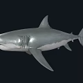 Great White Shark With Gray And White Body Swimming In Dark Background