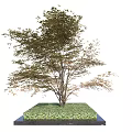 Landscape Arbor Tree 3d model