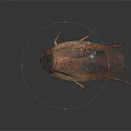 Close Up View Of Brown Cockroach With Long Antennae And Thin Legs On Dark Background
