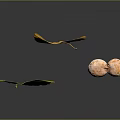 Ginkgo Plant Features Yellow Greenish Leaves And Pink Spotted Fruits Floating On Dark Background